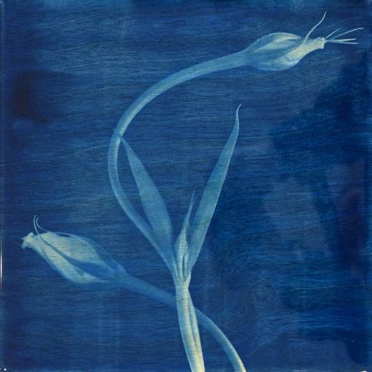FLOWER PROOF SERIES II: #5