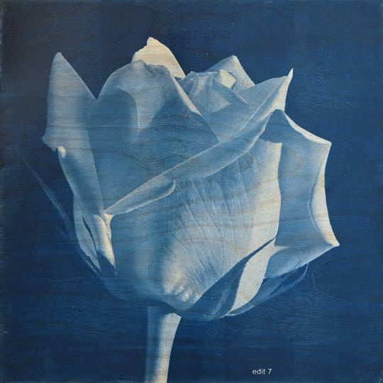 FLOWER PROOF SERIES II: #2