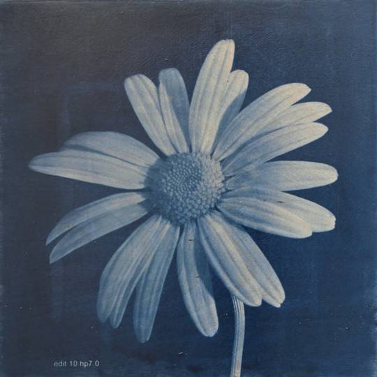 FLOWER PROOF SERIES II: #1