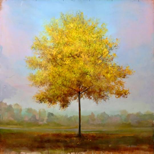 Yellow Maple