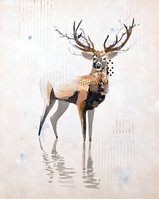 WHITE MULE DEER - WEST 4
