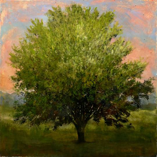 Sycamore
