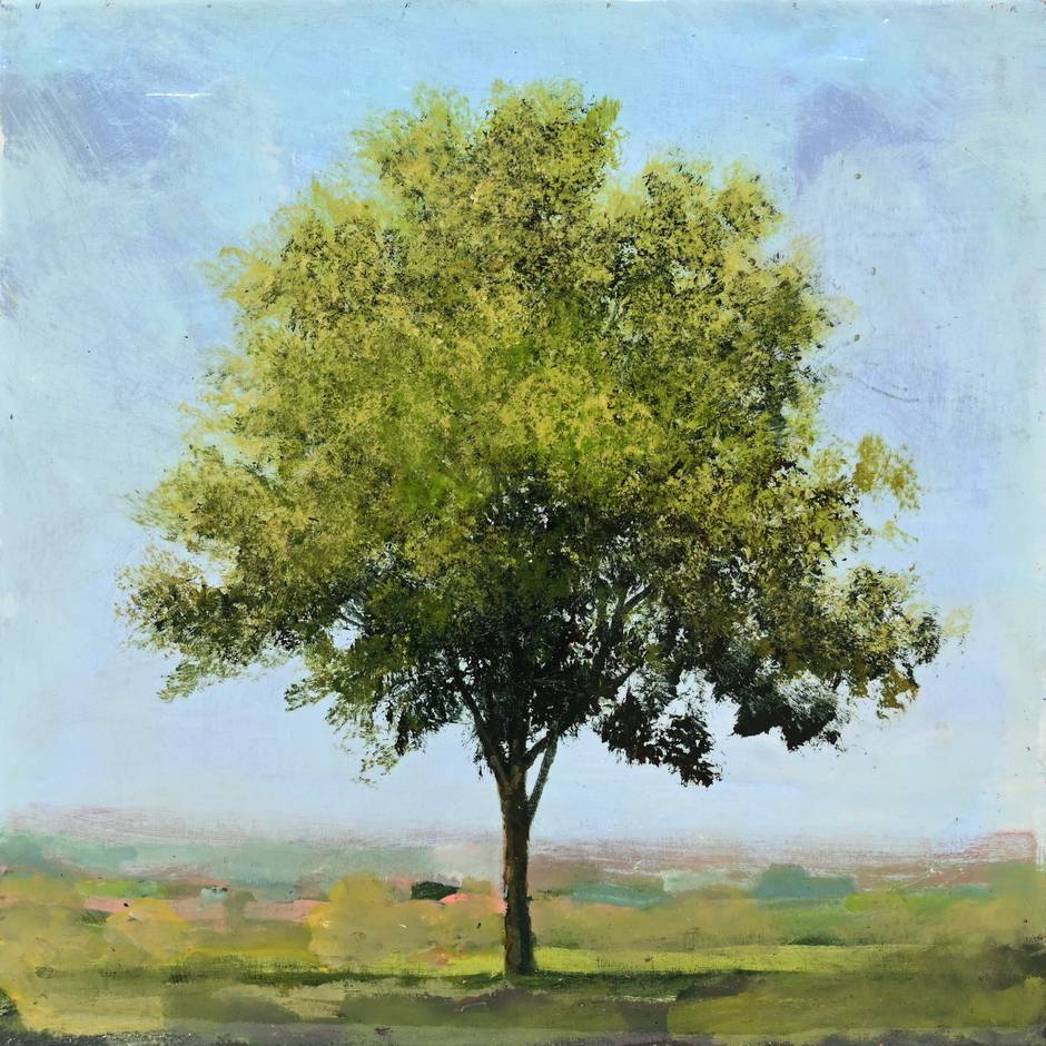 Eastern Elm