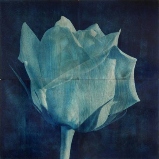 ROSE 3