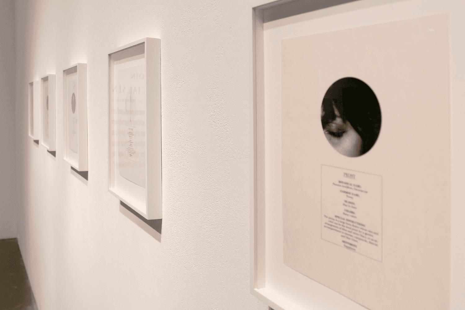 Sophie Jodoin - "A CATALOGUE OF ARTIFICIAL SENTIMENTS" - 2016 4
