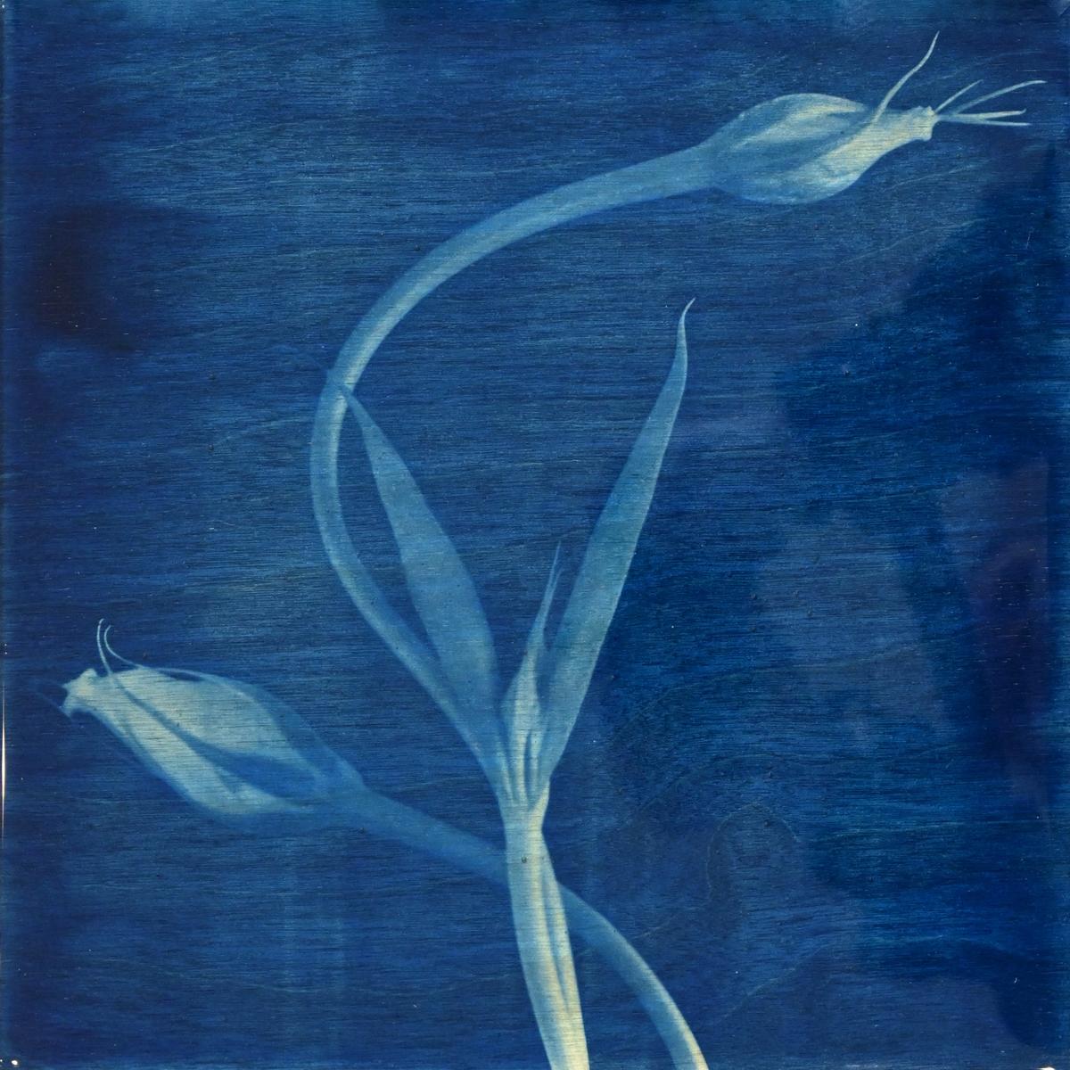 FLOWER PROOF SERIES II: #5