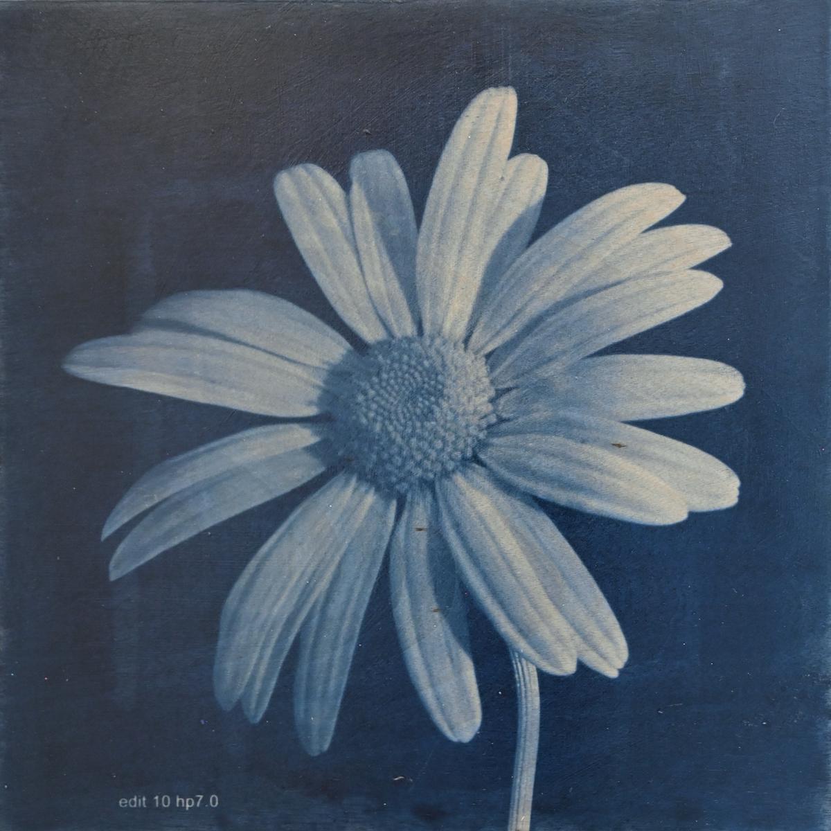 FLOWER PROOF SERIES II: #1