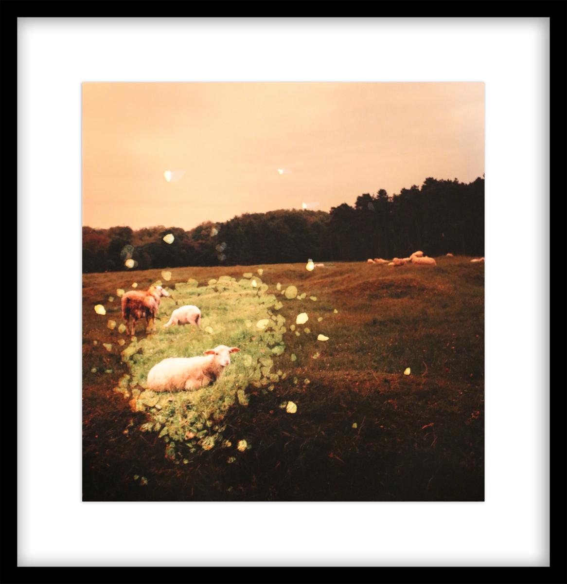 VIMY RIDGE CRATER AND SHEEP, FRANCE, ED. 1/1