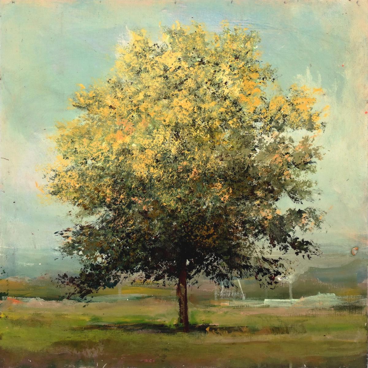 Lowlands Elm